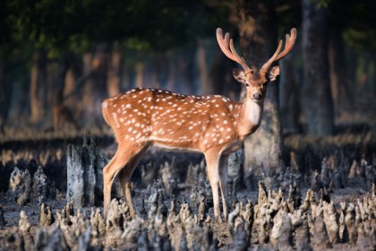 পাথরঘাটায় হরিণের মৃতদেহ উদ্ধার করে মাটি চাপা 