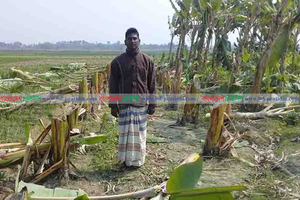 শত্রুতার বলি কলাবাগান!