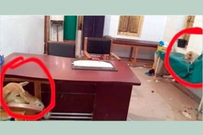 হাসপাতালের জরুরি বিভাগের বিছানা ও চেয়ারে কুকুরের অবস্থান