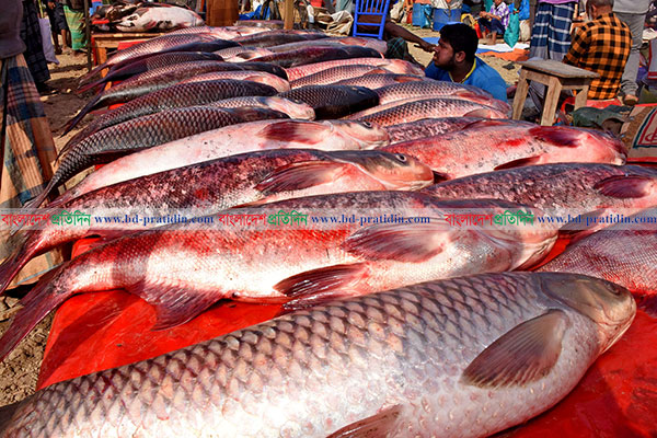 ঐতিহ্যবাহী ৪শ' বছরের পোড়াদহ মেলা শুরু 