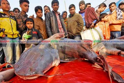 বগুড়ার পোড়াদহ মেলায় ৫২’র পর ৭২-রে বাঘাইড় মাছ! 