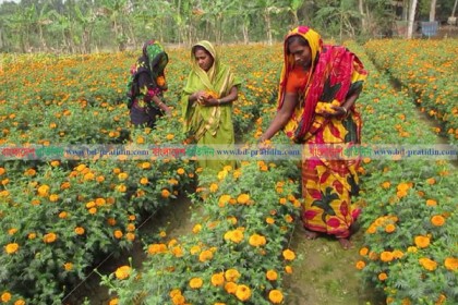 জেলাটির ২শ হেক্টরে শুধুই ফুল