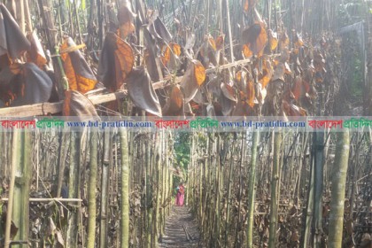 নড়াইলে প্রতিপক্ষের বিরুদ্ধে পানের বরজে আগুন দেয়ার অভিযোগ