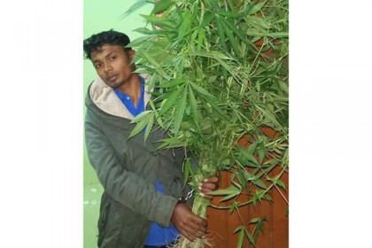 বোয়ালমারীতে গাঁজার গাছসহ যুবক আটক