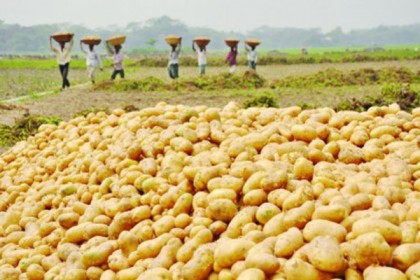 ভোলার চরফ্যাসনে আলুুর ভাল ফলনের সম্ভাবনা