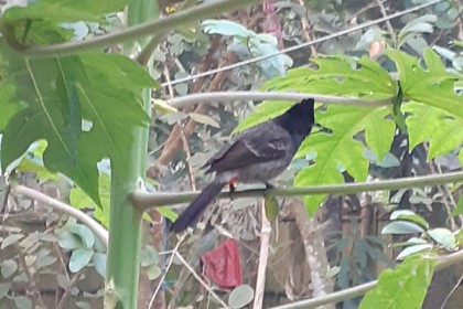 বিদেশি গাছের আধিক্যে পাখি কমছে গ্রামেও