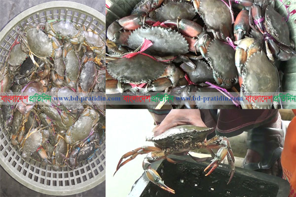 করোনাভাইরাসের থাবা দেশের কাঁকড়া ব্যবসায়, রপ্তানি কমেছে ৭০ ভাগ 