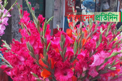 ভ্যালেন্টাইনের ফুলে ছেয়ে গেছে ঝালকাঠি
