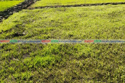 লালমনিরহাটে বোরো চারা সংকট
