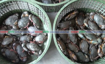করোনাভাইরাসের প্রভাব, কাঁকড়া ও কুচে রপ্তানি বাণিজ্যে ধস