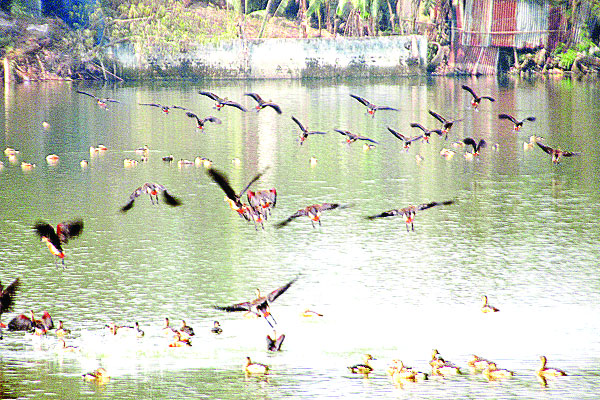 অতিথি পাখির কোলাহলে মুখরিত সুখসাগর