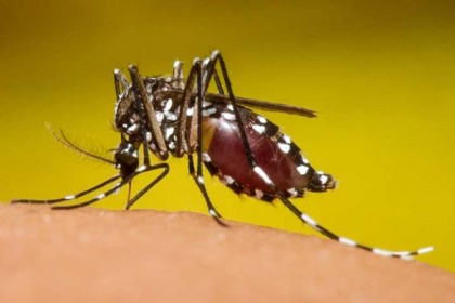 প্যারাগুয়েতে ডেঙ্গুর থাবা, ১৬ জনের মৃত্যু