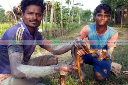সংকটাপন্ন ‘কৃষিবান্ধব’ কুঁচে