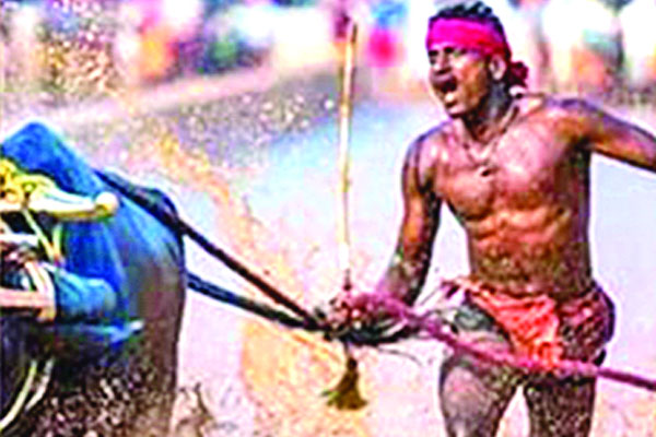 মহিষ নিয়ে দৌড়ে ...