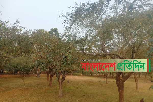 শ্রীপুরে পাকা কুল লুট, দুই নিরাপত্তা প্রহরী আহত