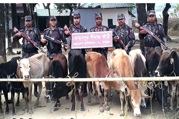 নেত্রকোনায় সীমান্ত থেকে ১৩ ভারতীয় গরু আটক
