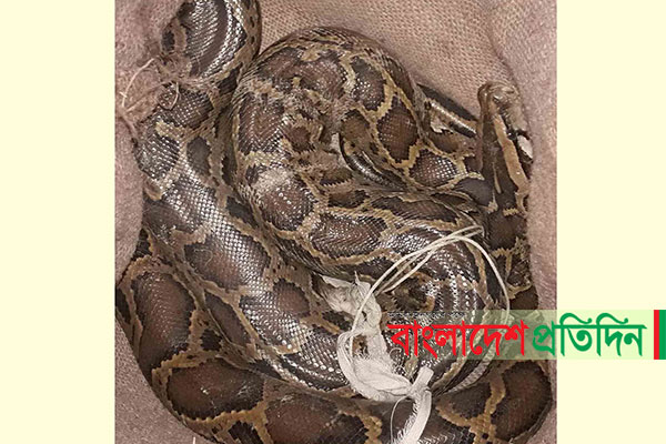 লোকালয়ে উদ্ধার অজগর সুন্দরবনে অবমুক্ত