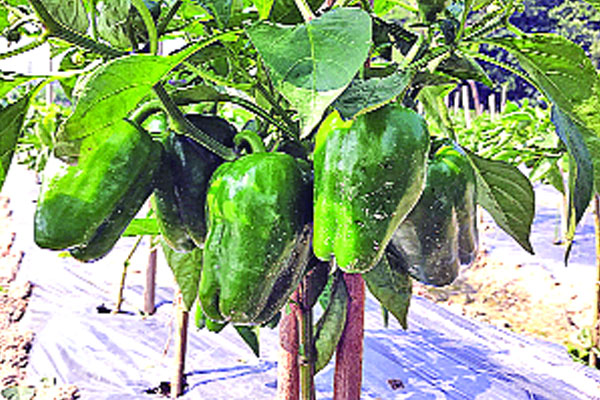 ক্যাপসিকাম চাষে সাফল্য