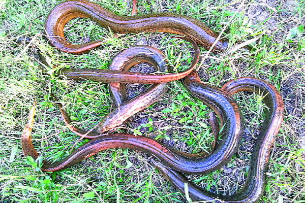 সংকটাপন্ন কুঁচে
