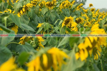 সূর্যমুখী ফুলের সমাহারে এক নয়নাভিরাম দৃশ্য