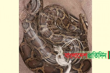 লোকালয়ে উদ্ধার অজগর সুন্দরবনে অবমুক্ত