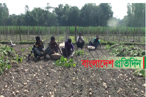 মানিকগঞ্জে আলু চাষিদের মুখে হাসি