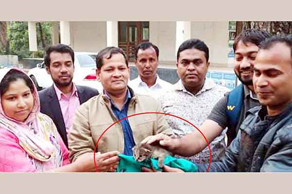 গৌরনদীতে মেছোবাঘের ছানা উদ্ধার