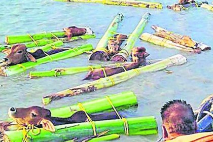 গরু চোরাচালানিদের নিষ্ঠুর কৌশল সুড়ঙ্গ ও ভেলা