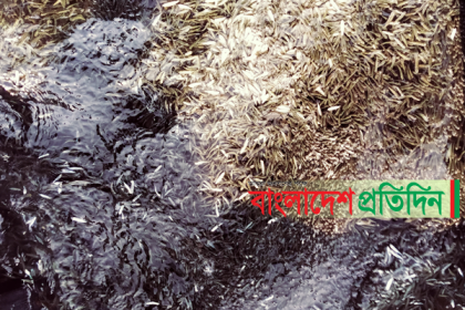 মোরেলগঞ্জে ১ কোটি ২০ লাখ পার্শে পোনাসহ ট্রলার জব্দ