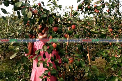 নতুন জাতের কাশ্মীরি আপেল কুল চাষে সাফল্য