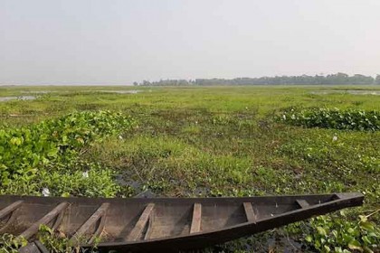 খুলনায় বিলে উন্মুক্ত হাঁস পালন বন্ধের দাবি