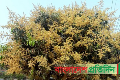 ঠাকুরগাঁওয়ে আমের মুকুলে সর্বত্রই হলুদ-সবুজের সমারোহ