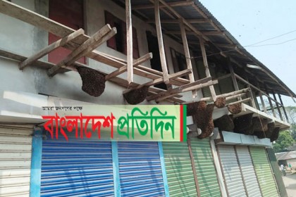 মৌমাছির বিরুদ্ধে মার্কেট দখলের অভিযোগ!