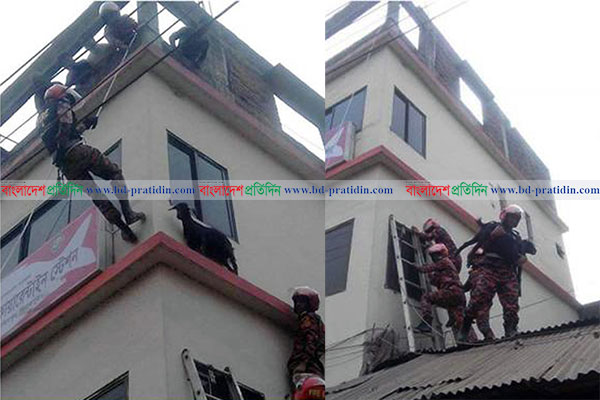 ছাদে আটকা ছাগল উদ্ধারে ফায়ার সার্ভিস!