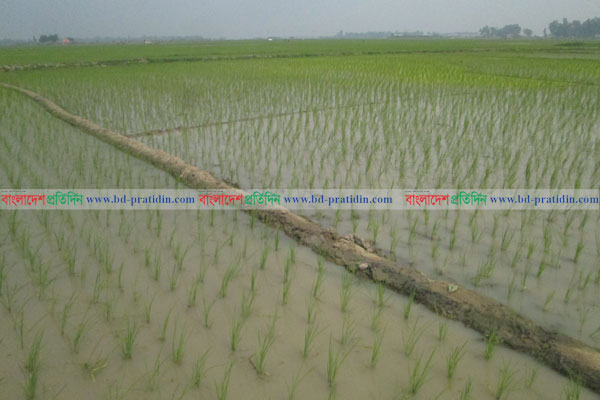 বোরোর গোলা চলনবিল, উদ্বৃত্ত ধানে কৃষক বিপাকে