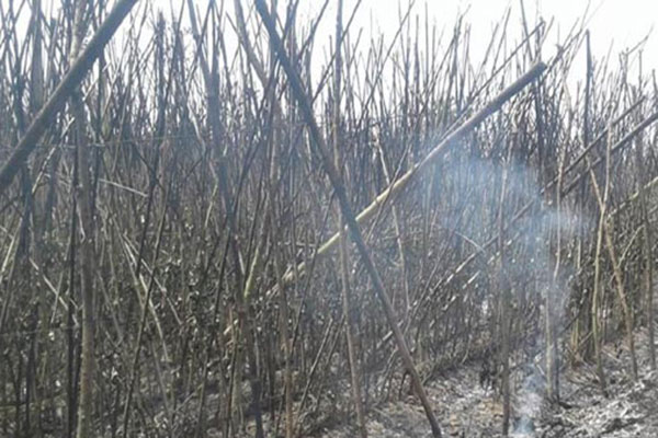 শত্রুতার আগুনে পুড়ল কৃষকের পান বরজ