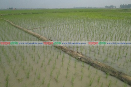 বোরোর গোলা চলনবিল, উদ্বৃত্ত ধানে কৃষক বিপাকে