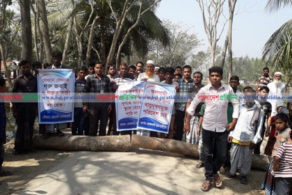 নোয়াখালীতে রাস্তায় গরু জবাইয়ের প্রতিবাদে গাছ ফেলে সড়ক অবরোধ
