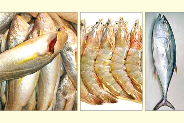 হুমকির মুখে বঙ্গোপসাগরের সাত প্রজাতির মাছ