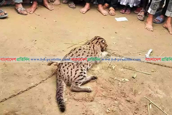 নেত্রকোনায় জনতার হাতে ধরা পড়ল মেছো বাঘের বাচ্চা