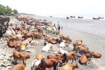নাফ নদী থেকে গরুবাহী ট্রলার ধরে নিয়ে গেছে মিয়ানমারের বিজিপি