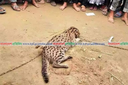 নেত্রকোনায় জনতার হাতে ধরা পড়ল মেছো বাঘের বাচ্চা
