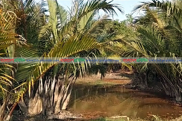 দক্ষিণের জনপথ থেকে হারিয়ে যাচ্ছে গোলগাছ