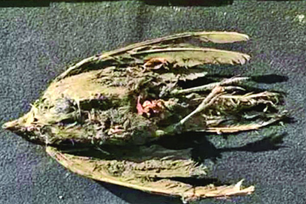 ৪৬ হাজার বছরের পুরনো শিংওয়ালা গায়ক পাখি