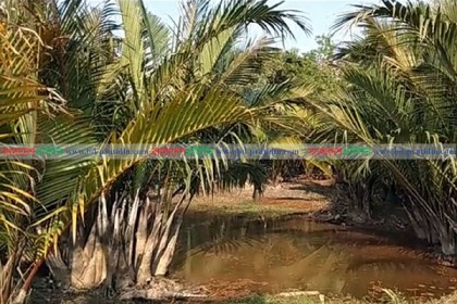 দক্ষিণের জনপথ থেকে হারিয়ে যাচ্ছে গোলগাছ