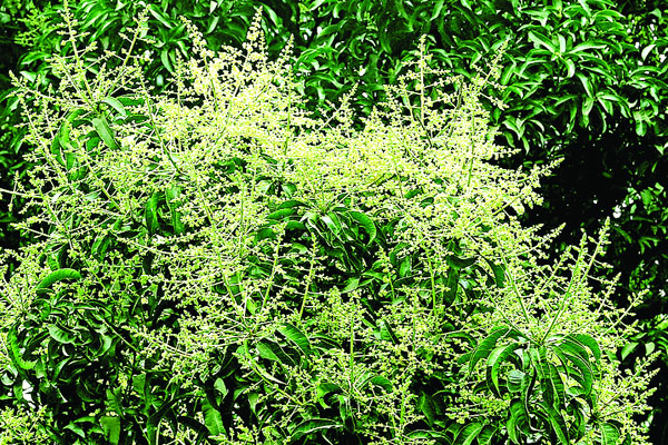 ফাগুনের স্নিগ্ধ হাওয়া