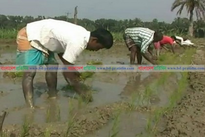 নাটোরে নতুন জাতের বোরো চাষ