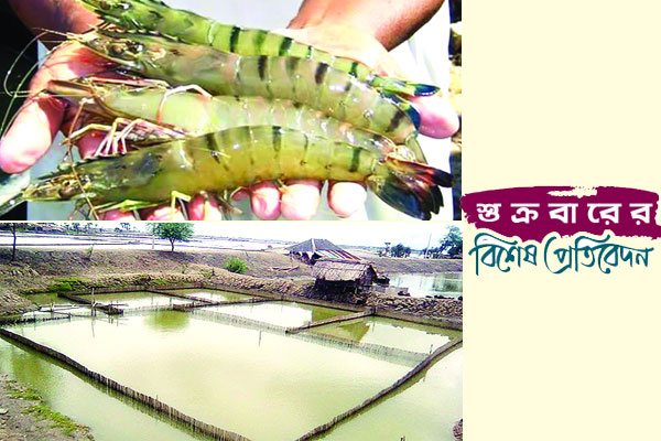 বাগদা চিংড়ি রপ্তানিতে ১০ হাজার কোটি টাকার সম্ভাবনা