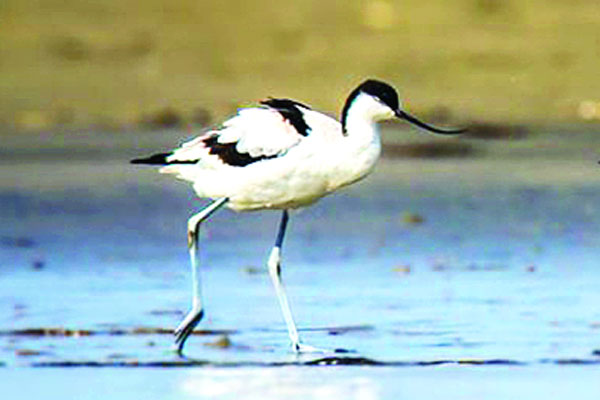 পরিযায়ী পাখি উল্টোঠুঁটি