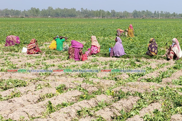 বগুড়ায় আলুর বাম্পার ফলন 
